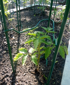 tomato plant in june