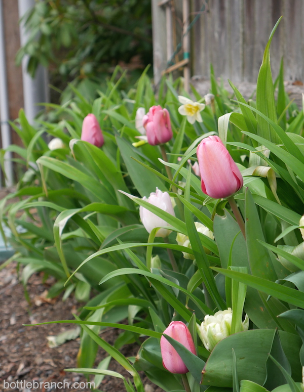 tulips in the garden bottle branch